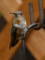 Hummer9.jpg