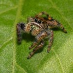 WolfSpider.jpg
