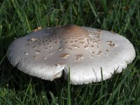 Shroom2.jpg