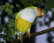 BWFinch3.jpg