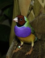 BWFinch4.jpg