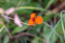 DSC_2252.jpg