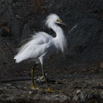 Egret.jpg