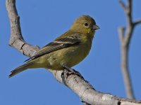 Goldfinch.jpg