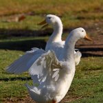 Goose.jpg