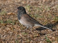Junco3.jpg
