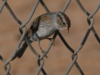 Sparrow.jpg
