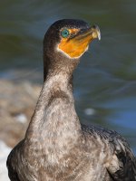 Cormorant4.jpg