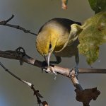 Oriole7.jpg