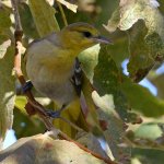 Oriole12.jpg