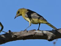 Oriole15.jpg