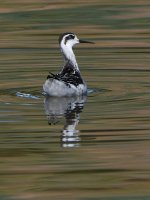 Phalarope3.jpg