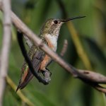 Hummer2.jpg