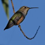 Hummer5.jpg