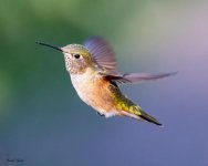 HummerFlightLarge-344.jpg