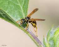 Wasp-344.jpg