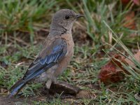Bluebird2.jpg