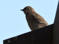 Bluebird3.jpg