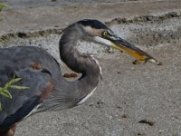 BlueHeron3.jpg