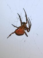 Spider.jpg