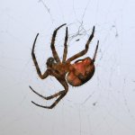Spider4.jpg