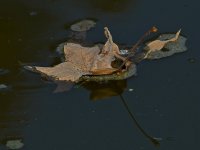 Leaf2.jpg