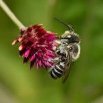 Bee.jpg