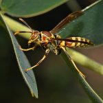 Wasp3.jpg