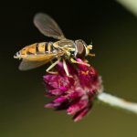 Hoverfly.jpg