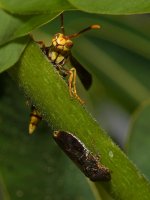 Wasp.jpg