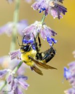 BumbleBee-344.jpg