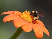 Bee.jpg