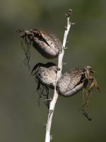 Seedpods.jpg