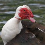 MuscovyDuck3.jpg