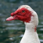 MuscovyDuck2.jpg