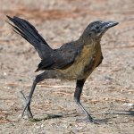 Grackle6.jpg