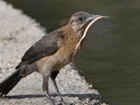 Grackle10.jpg
