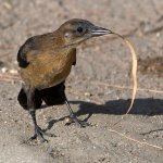 Grackle17.jpg
