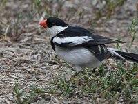 Whydah3.jpg