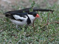 Whydah6.jpg