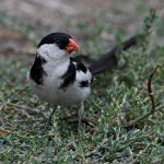 Whydah8.jpg