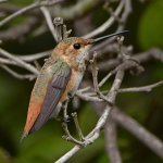 Hummer.jpg