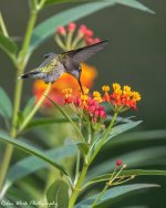 RD5_3789-Ruby Throated Hummingbird.jpg