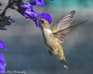 RD5_4067-Ruby Throated Hummingbird.jpg