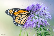 Monarch-356.jpg