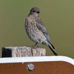 Bluebird2.jpg