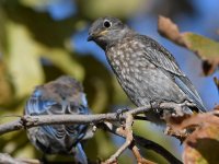 Bluebird11.jpg