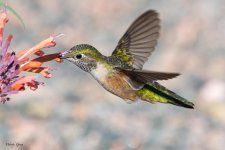 Hummer-357.jpg