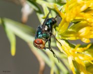 Fly-355.jpg