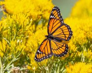Monarch-360.jpg